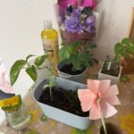 植物活力剤 ダイソー 観葉植物に元気を！