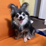 減塩煮干し ダイソー 高齢のワンちゃん、ネコちゃんも安心して食べられるおやつ