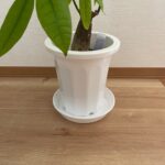 鉢の受け皿 セリア 観葉植物のグッズ！