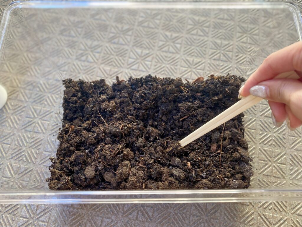 100均　ダイソー　カブトムシ飼育マット　使い方
