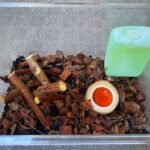 カブトムシ クワガタ飼育用エサ皿 ダイソー ダイソーの昆虫ゼリーがピッタリサイズ