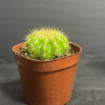 ダイソー 3号サボテンアソート　キンセイマル ちょうどいいサイズのサボテン