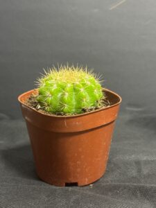 ちょうどいいサイズのサボテン