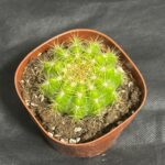 ダイソー 3号サボテンアソート　キンセイマル ちょうどいいサイズのサボテン