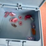 シナモロール　小物入れ セリア 使いやすそうなので購入
