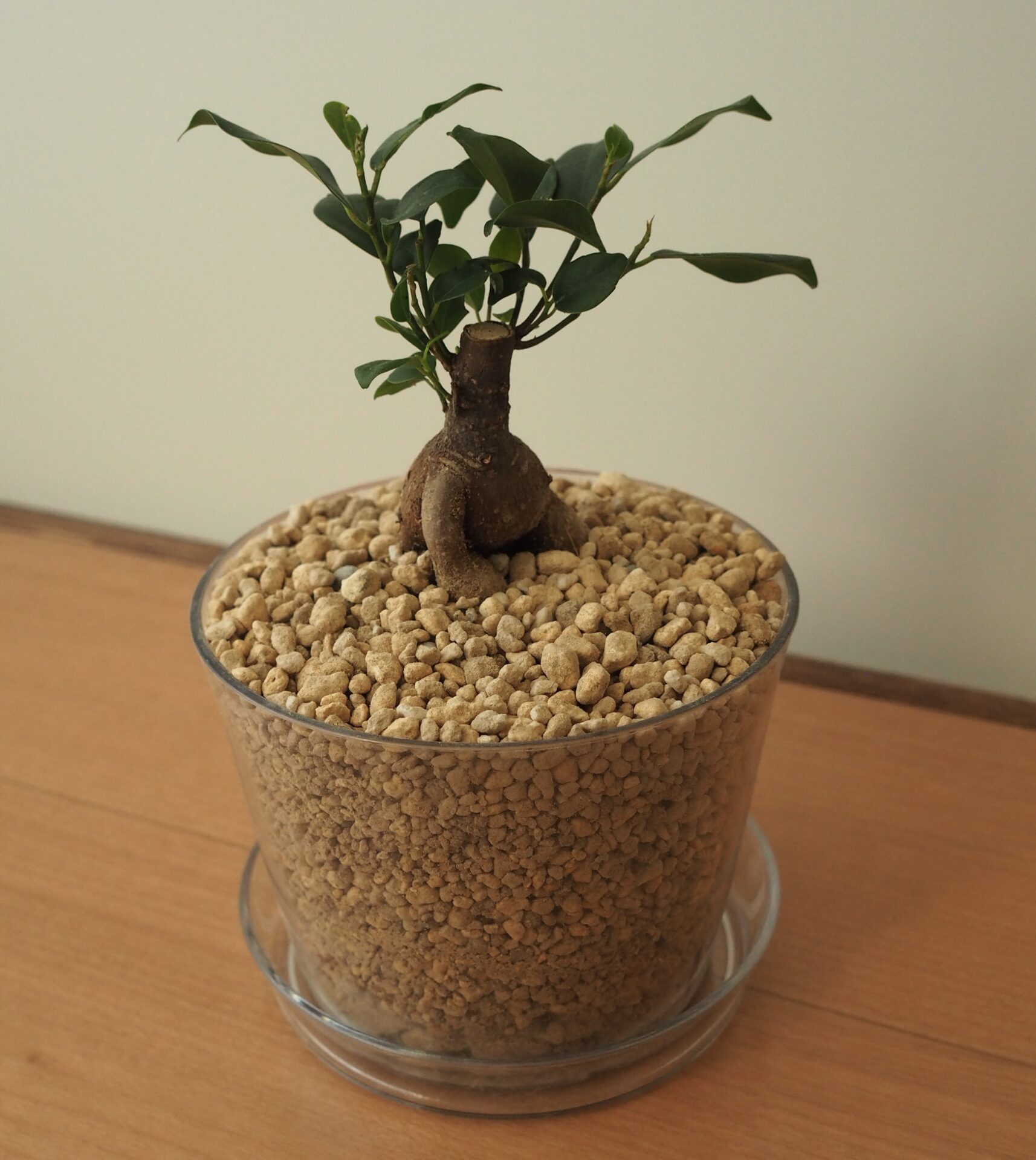 【観葉植物初心者】ガジュマルを100均アイテムだけで植え替えしてみた！ダイソー・ワッツ購入品レビュー1