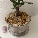【観葉植物初心者】ガジュマルを100均アイテムだけで植え替えしてみた！ダイソー・ワッツ購入品レビュー8