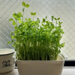 豆苗プランター ダイソー 100均で見つけた商品