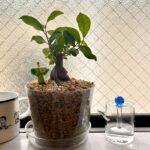 ガラス醤油挿しコラムブルーをナチュラルキッチンで購入した口コミ写真（3枚目）