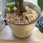 フレンチ風アイアンポット（バケツ型）をダイソーで購入した口コミ写真（4枚目）